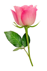 Fototapeta premium beautiful pink rose flower isolated for valentine's day or celebrating love anniversaries and floral arrangements