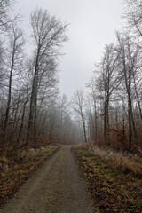frozen forest with frozen frost on the trees with forest path in winter in fog
