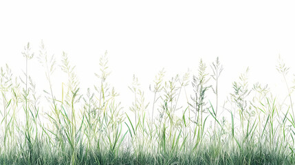 Fresh spring green big bluestem grass panorama isolated on white background. Wild Prairie. Illustration