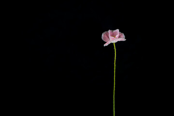 Single Pink and white Poppie with long green stem Isolated on a plain background