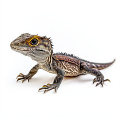 Naklejka premium Juvenile lizard, striking scales, yellow eyes, isolated.