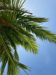 palm tree against sky with sunlight behind, shot from below