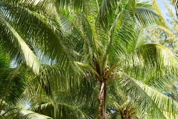 Fototapeta premium Coconut tree with green leafs. Palm