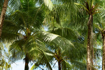 Coconut tree with green leafs. Palm