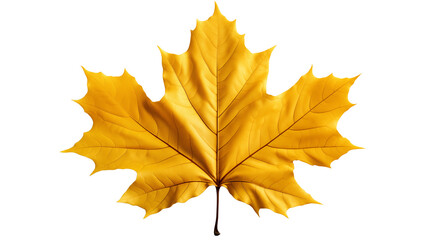 A vibrant yellow maple leaf in autumn, isolated on a white background, showcasing seasonal beauty, studio view, isolated on transparent background.