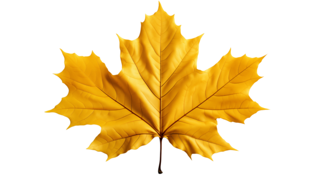 A vibrant yellow maple leaf in autumn, isolated on a white background, showcasing seasonal beauty, studio view, isolated on transparent background.