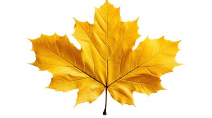 A single yellow maple leaf on a dewy grass field, representing the beauty of fall, studio view, isolated on transparent background.