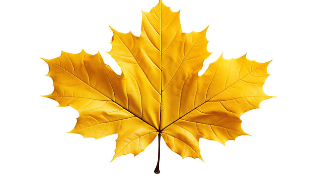 A single yellow maple leaf on a dewy grass field, representing the beauty of fall, studio view, isolated on transparent background.