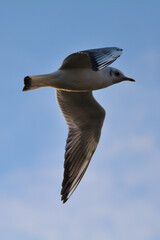 seagull in flight