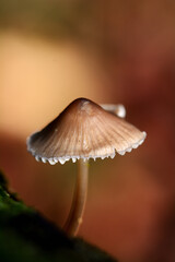 Mushroom 1