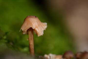 Mushroom3