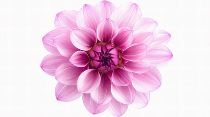 Fototapeta premium Beautiful Pink Dahlia Flower with Lush Petals Isolated on White