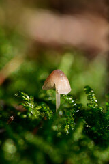 Small Mushroom