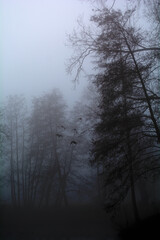 Fototapeta premium morning in the forest