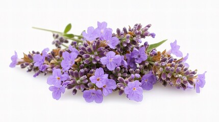 Fototapeta premium Beautiful Lavender Flowers on White Background Captured with Care
