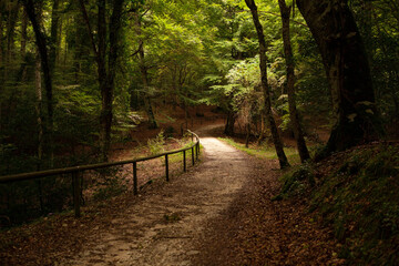 A scenic hiking trail through the dark and mysterious Umbra Forest, filled with ancient oak and...
