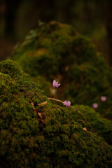 Wild cyclamens growing in the undergrowth of the Umbra forest, among the moss. Gargano National...