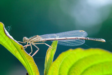 Kleinlibelle