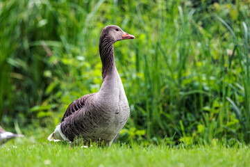 Gans