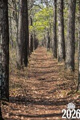 Fototapeta premium Tranquil Path Through Pine Forest Sunlight, Nature Trail Hike, Serene Woods Landscape, 2026