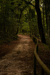 A scenic hiking trail through the dark and mysterious Umbra Forest, filled with ancient oak and...