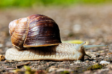 Weinbergschnecke
