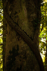 Wild vines and ivy cling to the trunk of a beech tree. Umbra Forest, Gargano National Park, Italy