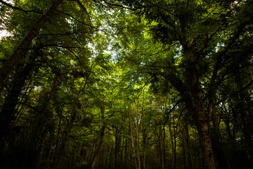 Gargano is a National Park in the Apulia region of Italy. Gargano is partially covered by the ancient forest Foresta Umbra, the only remaining oak and beech forest in Italy.