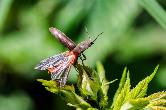 Schnellk&auml;fer beim Start