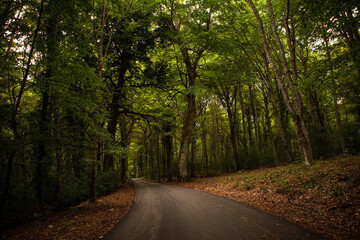 A scenic road through the dark and mysterious Umbra Forest, filled with ancient oak and beech...