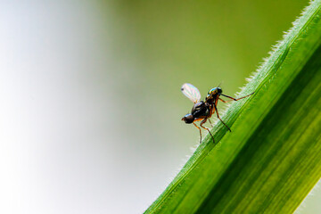 Schwingfliege