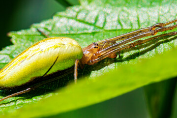 Gemeine Streckerspinne