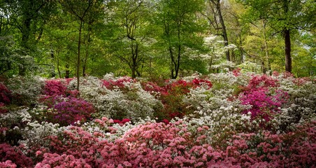 flowers in the garden