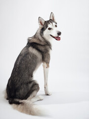 A Siberian Husky sitting in a relaxed side view against a white background, its posture emphasizing its thick fur and composed demeanor. The dog's calm presence reflects its balanced temperament.