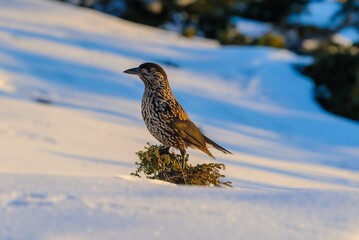 Spotted nutcracker in winter