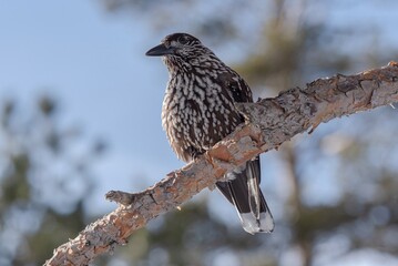 Spotted nutcracker perched on a tree