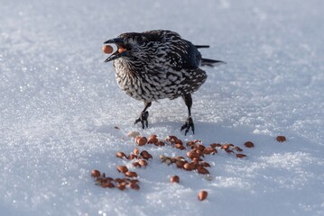 Spotted Nutcracker eating