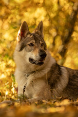 Tschechoslowakischer Wolfshund, Portrait