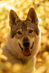 Tschechoslowakischer Wolfshund, Portrait