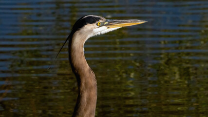 A heron is captured in a serene pose, patiently observing its surroundings at the interface of land and water.