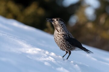 Spotted nutcracker in winter