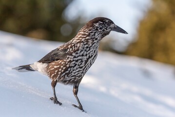 Spotted nutcracker in winter