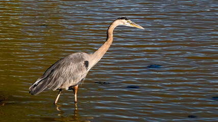 A heron is captured in a serene pose, patiently observing its surroundings at the interface of land and water.