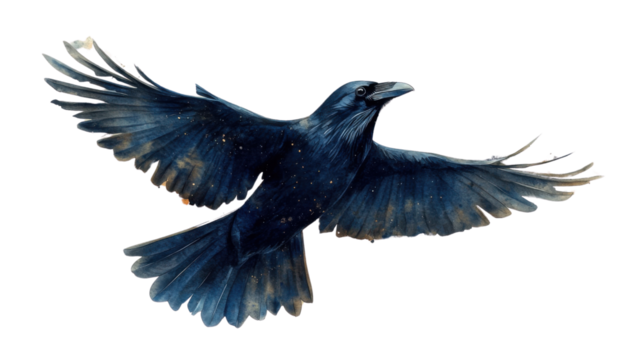 black headed eagle isolated on white background 