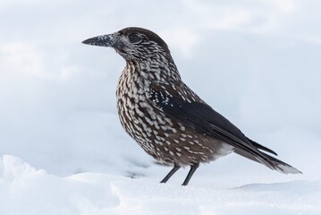 Spotted nutcracker in winter