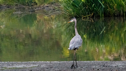 A heron is captured in a serene pose, patiently observing its surroundings at the interface of land and water.