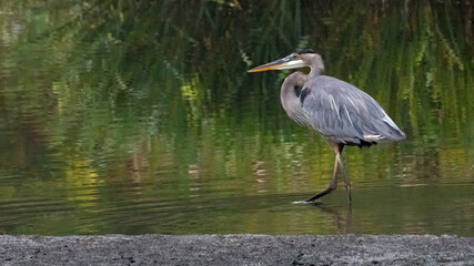 A heron is captured in a serene pose, patiently observing its surroundings at the interface of land and water.