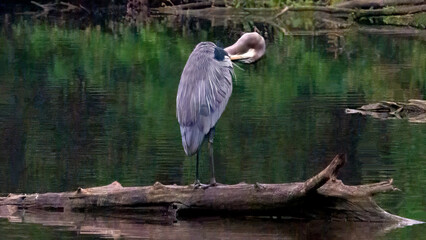 A heron is captured in a serene pose, patiently observing its surroundings at the interface of land and water.