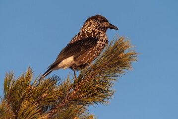 Spotted nutcracker perched on a tree