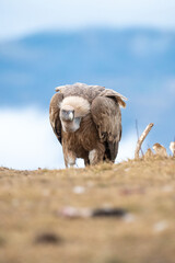 Griffon vulture (Gyps fulvus) photographed in Spain